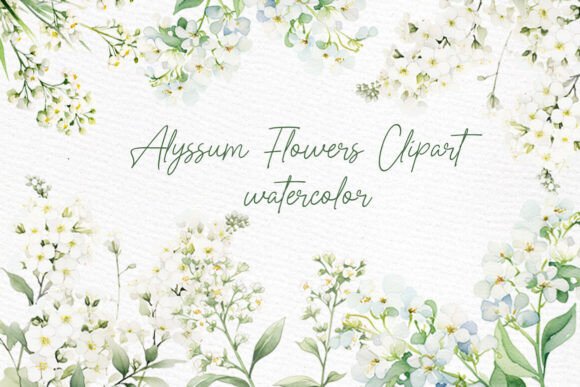 Elegant White Flowers Clipart Watercolor Alyssum for Designers